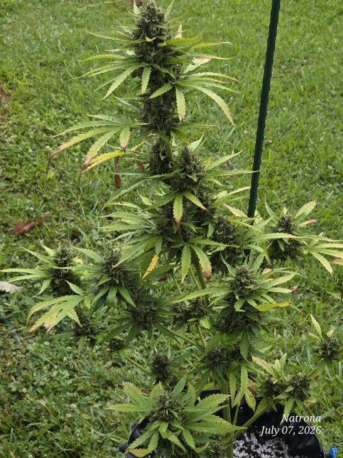 Amnesia auto Outside 2026 SeedSupreme. Week 10