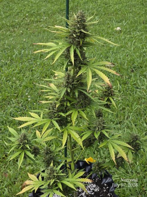 Amnesia auto Outside 2026 SeedSupreme. Week 10