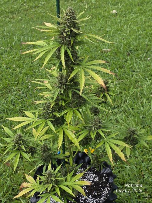 Amnesia auto Outside 2026 SeedSupreme. Week 10