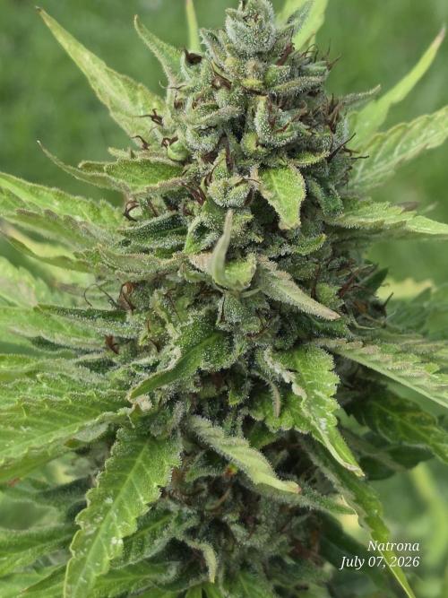 Amnesia auto Outside 2026 SeedSupreme. Week 10