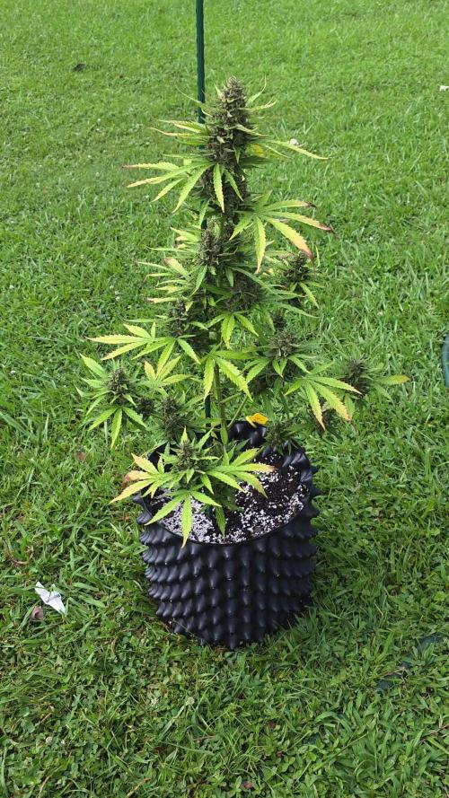 Amnesia auto Outside 2026 SeedSupreme