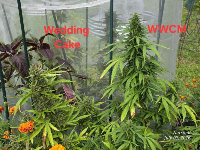 White Widow X Crystal Meth Outside 2026. Week 10