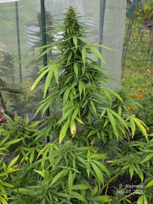 White Widow X Crystal Meth Outside 2026. Week 10