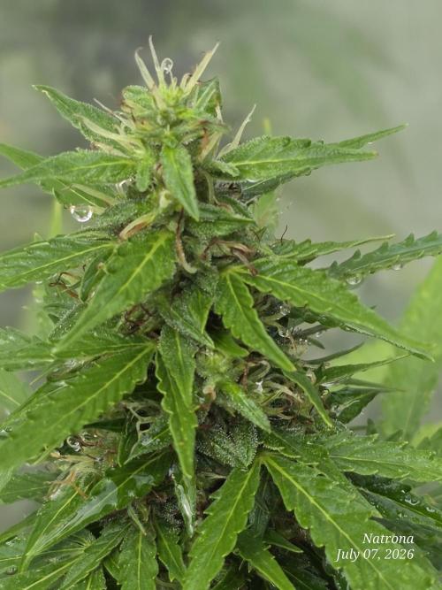 White Widow X Crystal Meth Outside 2026. Week 10