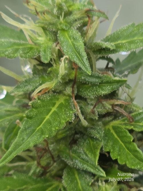 White Widow X Crystal Meth Outside 2026. Week 10