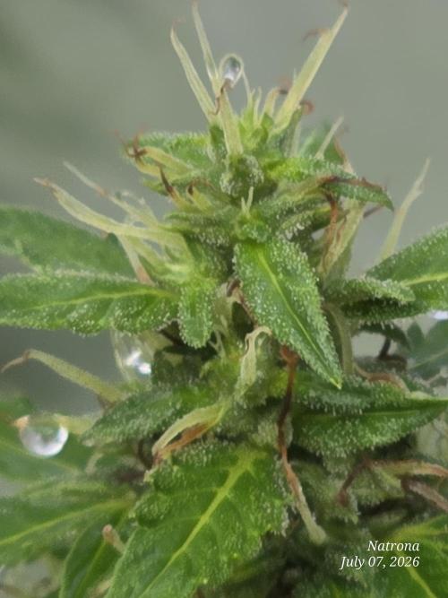 White Widow X Crystal Meth Outside 2026. Week 10