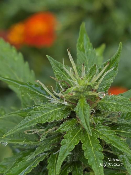 White Widow X Crystal Meth Outside 2026. Week 10