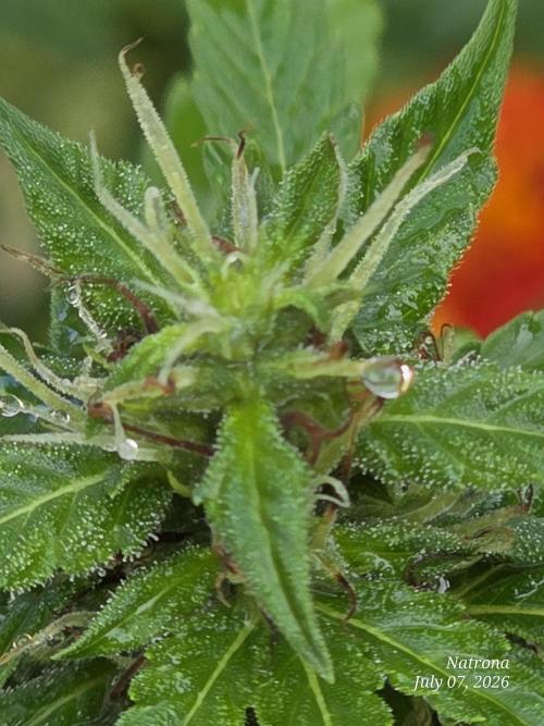 White Widow X Crystal Meth Outside 2026. Week 10