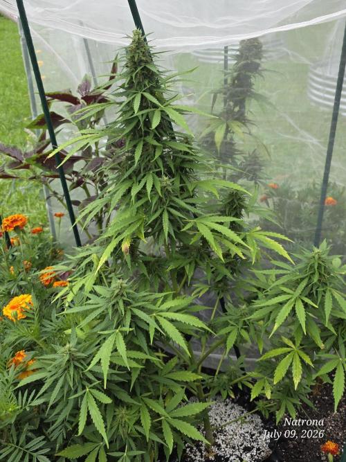 White Widow X Crystal Meth Outside 2026. Week 10