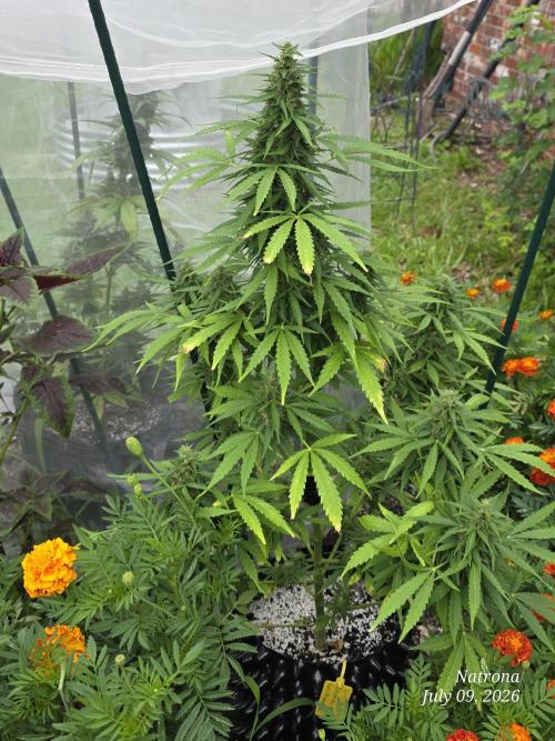 White Widow X Crystal Meth Outside 2026. Week 10
