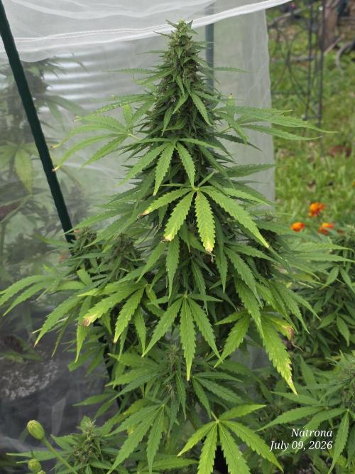 White Widow X Crystal Meth Outside 2026. Week 10
