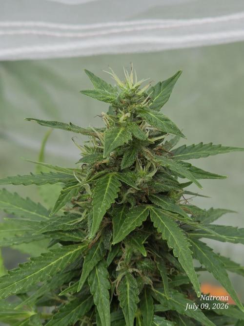 White Widow X Crystal Meth Outside 2026. Week 10