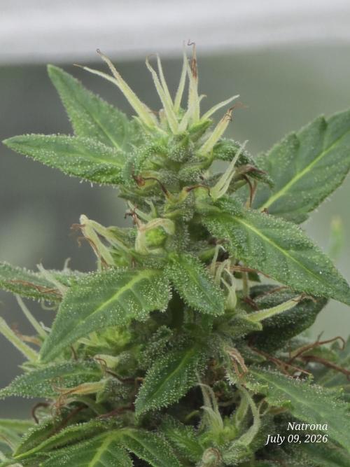 White Widow X Crystal Meth Outside 2026. Week 10