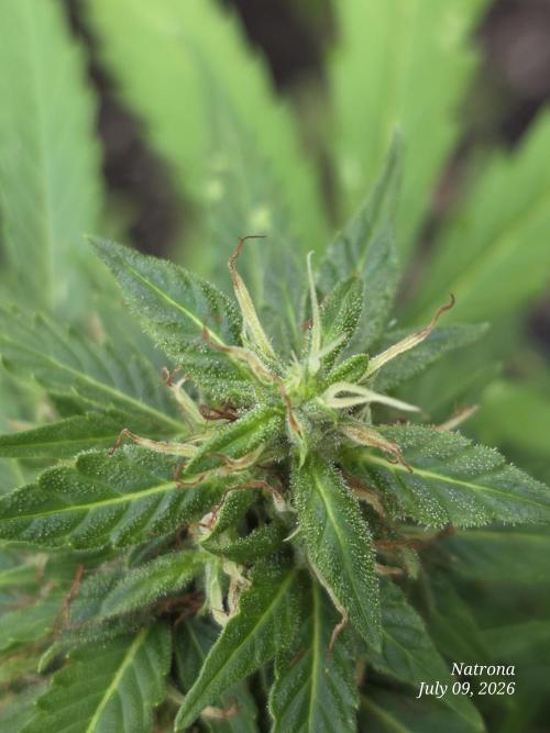 White Widow X Crystal Meth Outside 2026. Week 10
