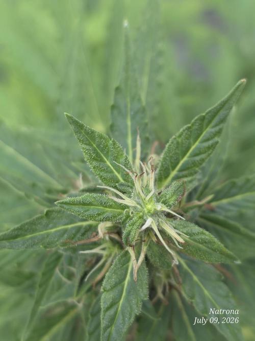 White Widow X Crystal Meth Outside 2026. Week 10