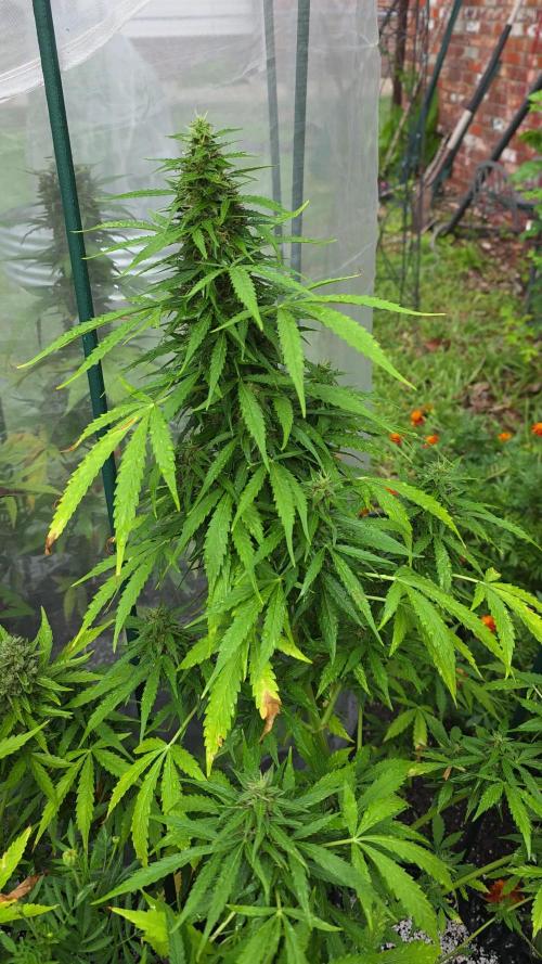 White Widow X Crystal Meth Outside 2026
