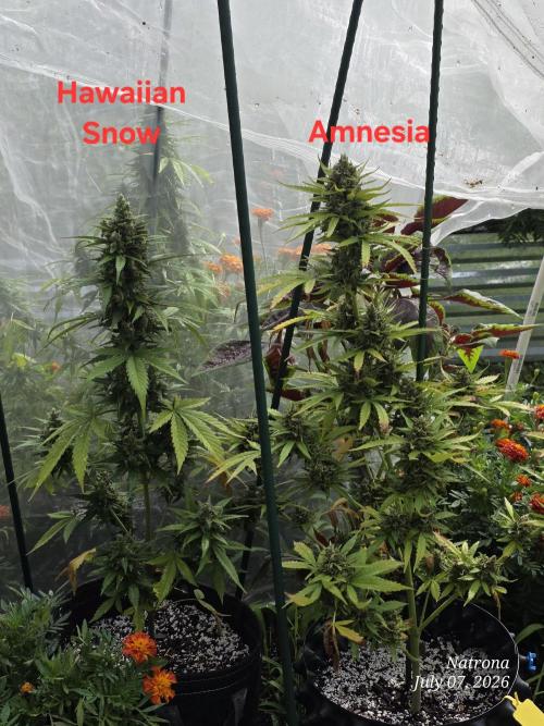 Whorled Phyllotaxy-Hawaiian Snow auto. Week 9