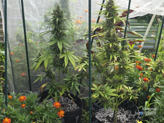 Whorled Phyllotaxy-Hawaiian Snow auto. Week 9