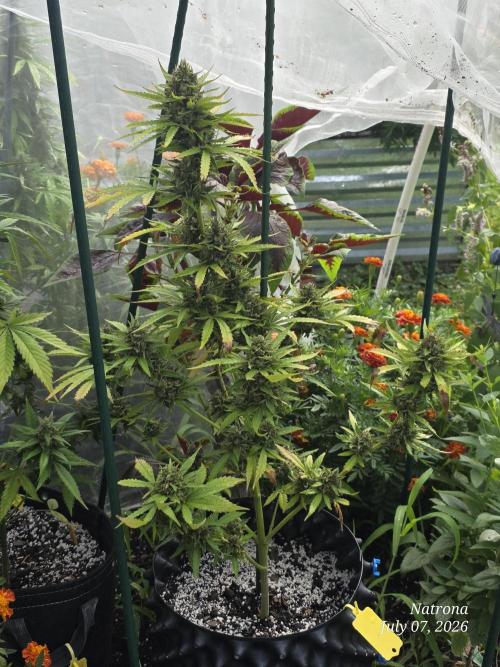 Whorled Phyllotaxy-Hawaiian Snow auto. Week 9