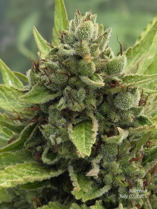 Whorled Phyllotaxy-Hawaiian Snow auto. Week 9