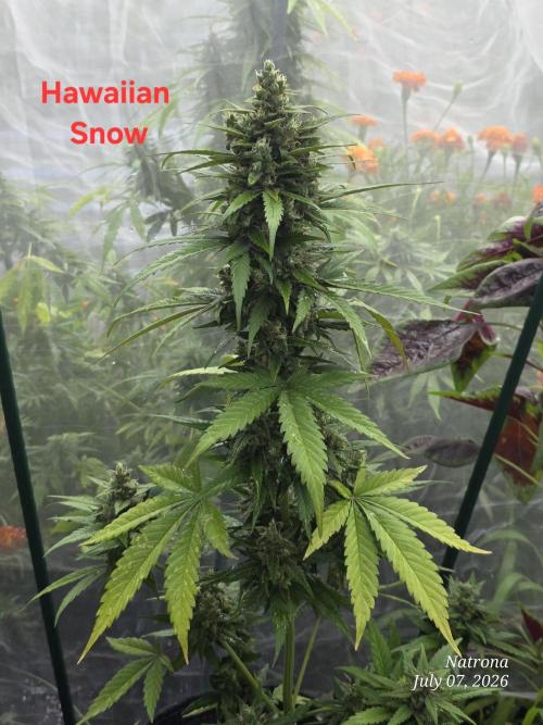 Whorled Phyllotaxy-Hawaiian Snow auto. Week 9
