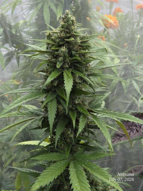 Whorled Phyllotaxy-Hawaiian Snow auto. Week 9