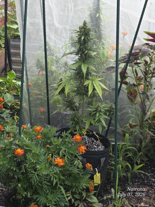 Whorled Phyllotaxy-Hawaiian Snow auto. Week 9