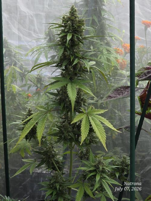 Whorled Phyllotaxy-Hawaiian Snow auto. Week 9