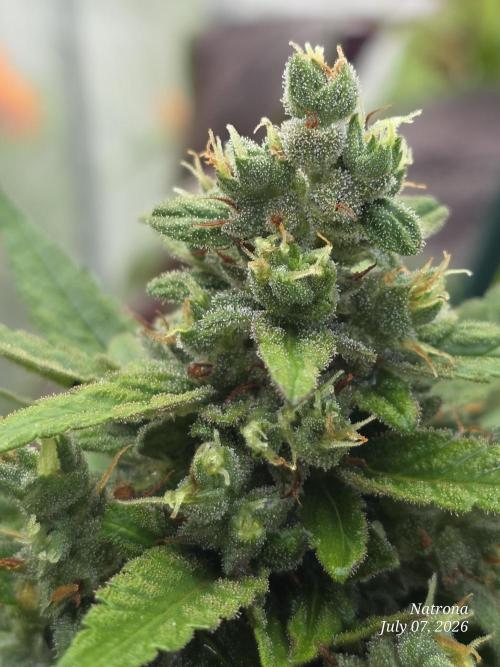 Whorled Phyllotaxy-Hawaiian Snow auto. Week 9