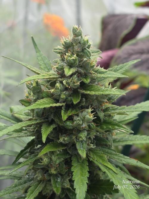 Whorled Phyllotaxy-Hawaiian Snow auto. Week 9