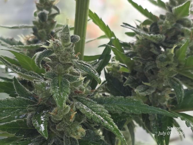 Whorled Phyllotaxy-Hawaiian Snow auto. Week 9