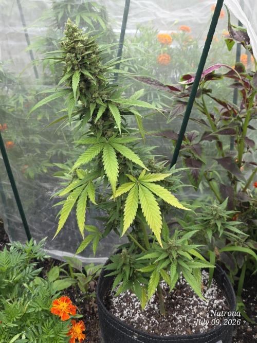 Whorled Phyllotaxy-Hawaiian Snow auto. Week 9