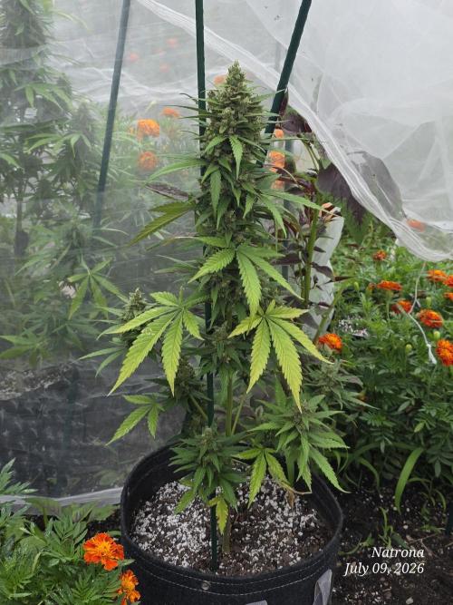 Whorled Phyllotaxy-Hawaiian Snow auto. Week 9