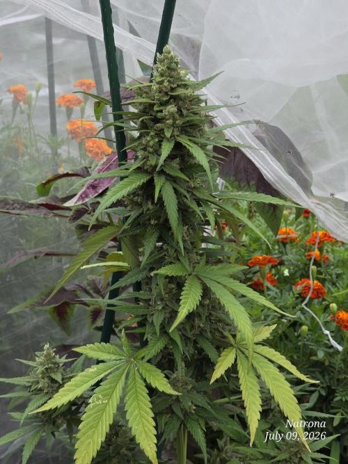 Whorled Phyllotaxy-Hawaiian Snow auto. Week 9