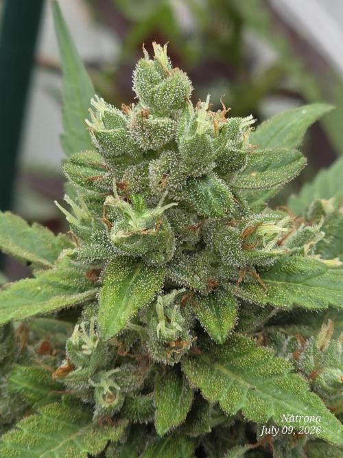 Whorled Phyllotaxy-Hawaiian Snow auto. Week 9