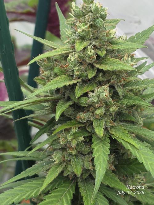 Whorled Phyllotaxy-Hawaiian Snow auto. Week 9