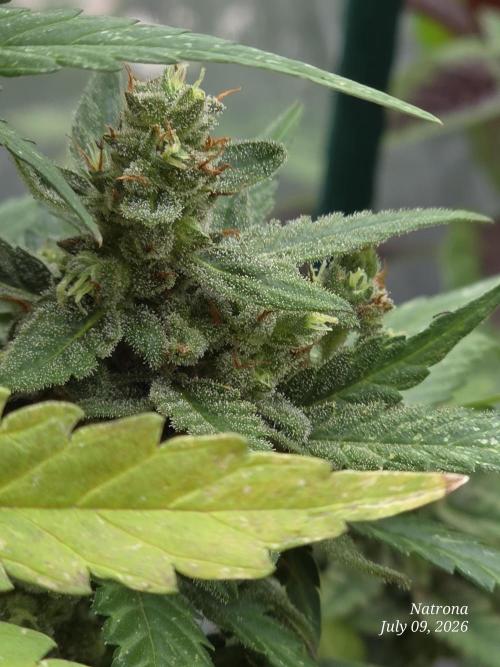 Whorled Phyllotaxy-Hawaiian Snow auto. Week 9