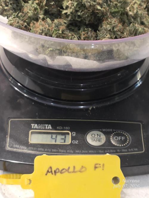 Hey Abby test2 Apollo F1. Week 11
