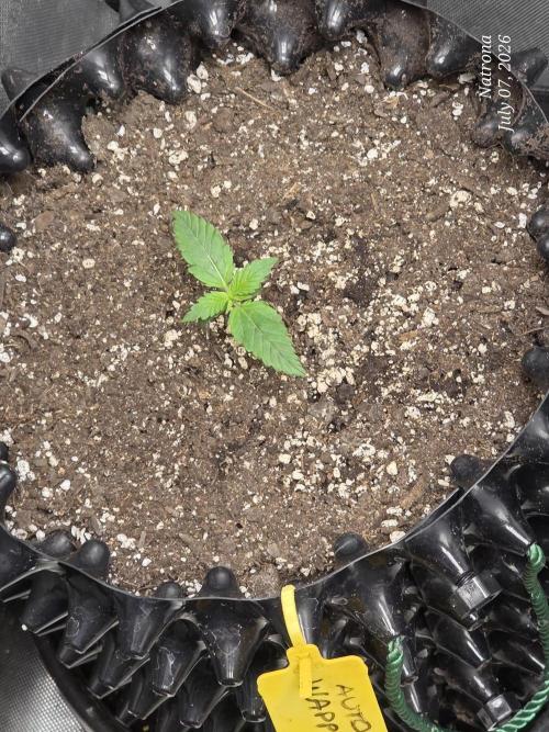 Auto Wappa. Week 1
