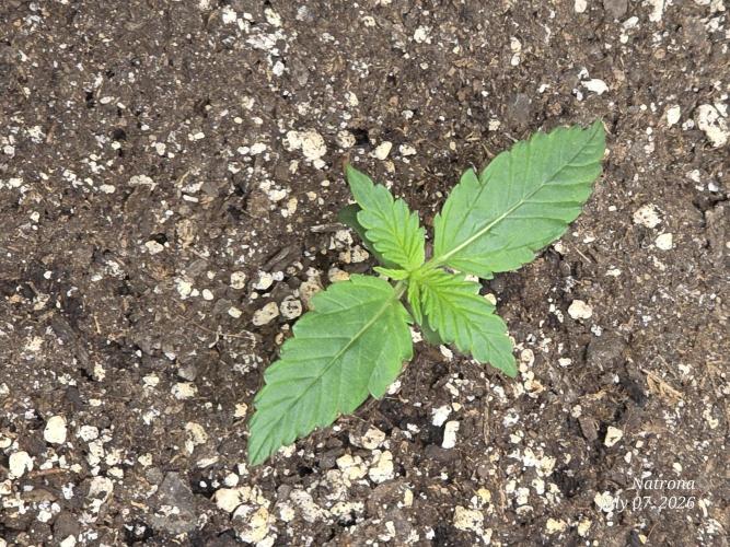 Auto Wappa. Week 1