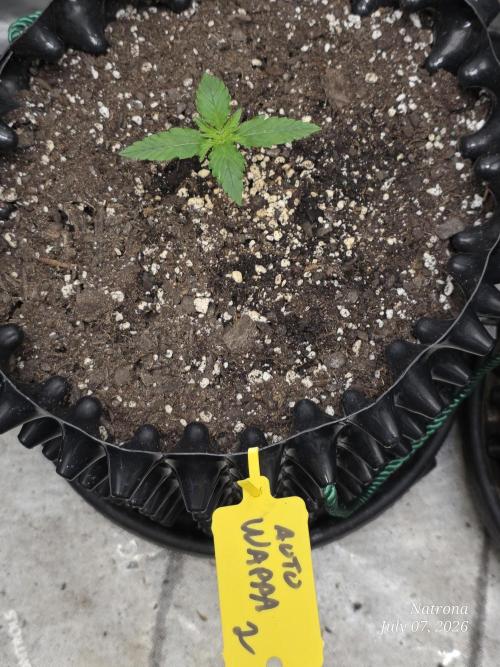 Auto Wappa. Week 1
