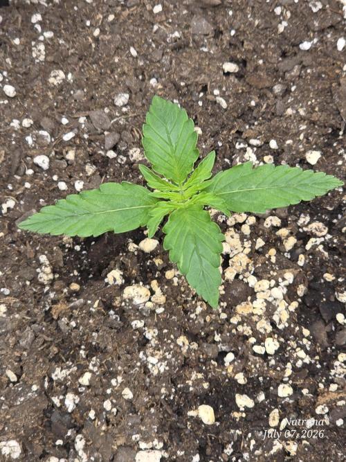 Auto Wappa. Week 1