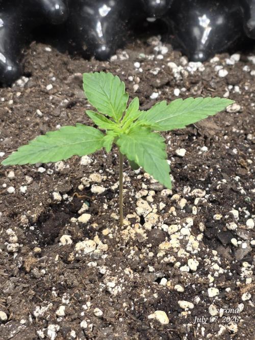 Auto Wappa. Week 1