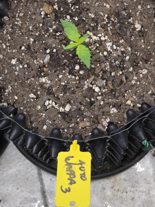 Auto Wappa. Week 1