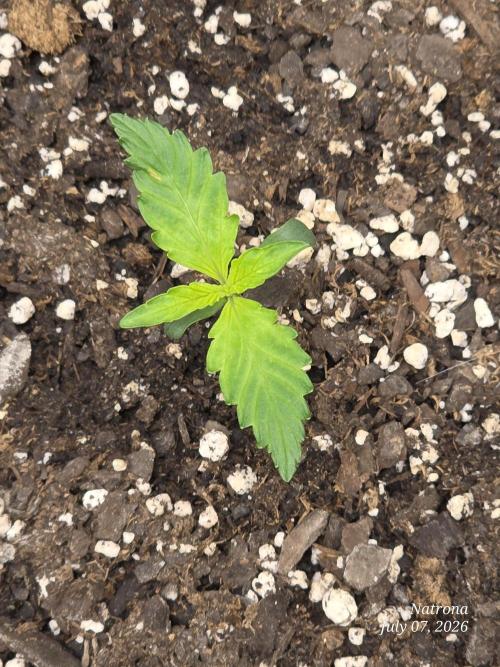 Auto Wappa. Week 1
