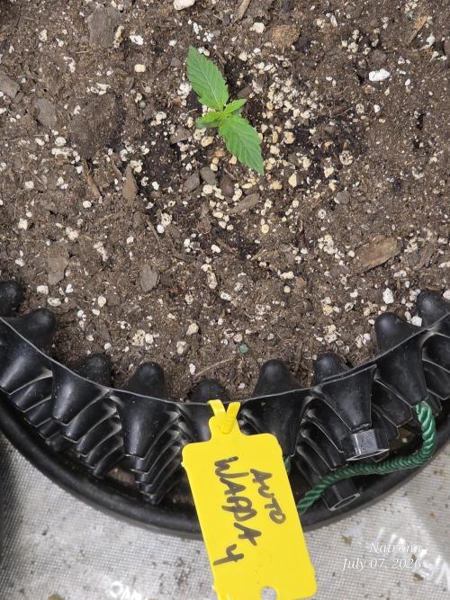 Auto Wappa. Week 1