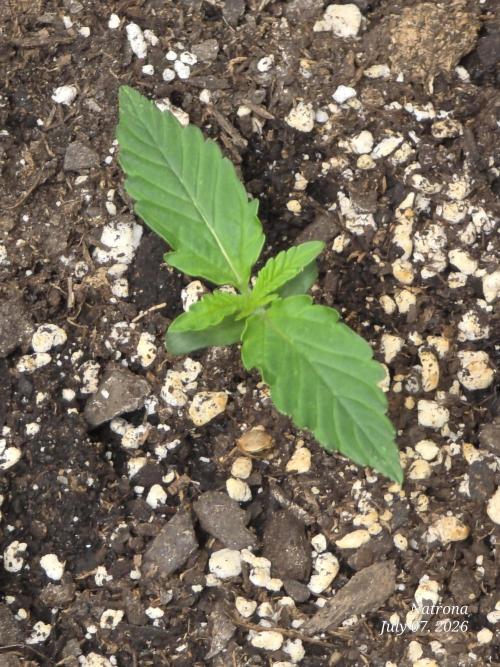 Auto Wappa. Week 1