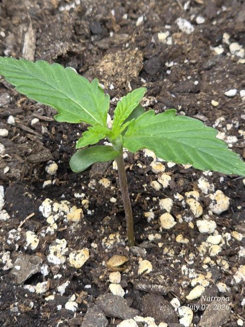 Auto Wappa. Week 1