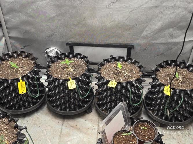 Auto Wappa. Week 1