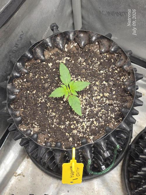 Auto Wappa. Week 1